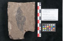 Foto (Objekt + Etikett) von Cassia phaseolites Unger (NHMW-GEO-2024-0188-8046)